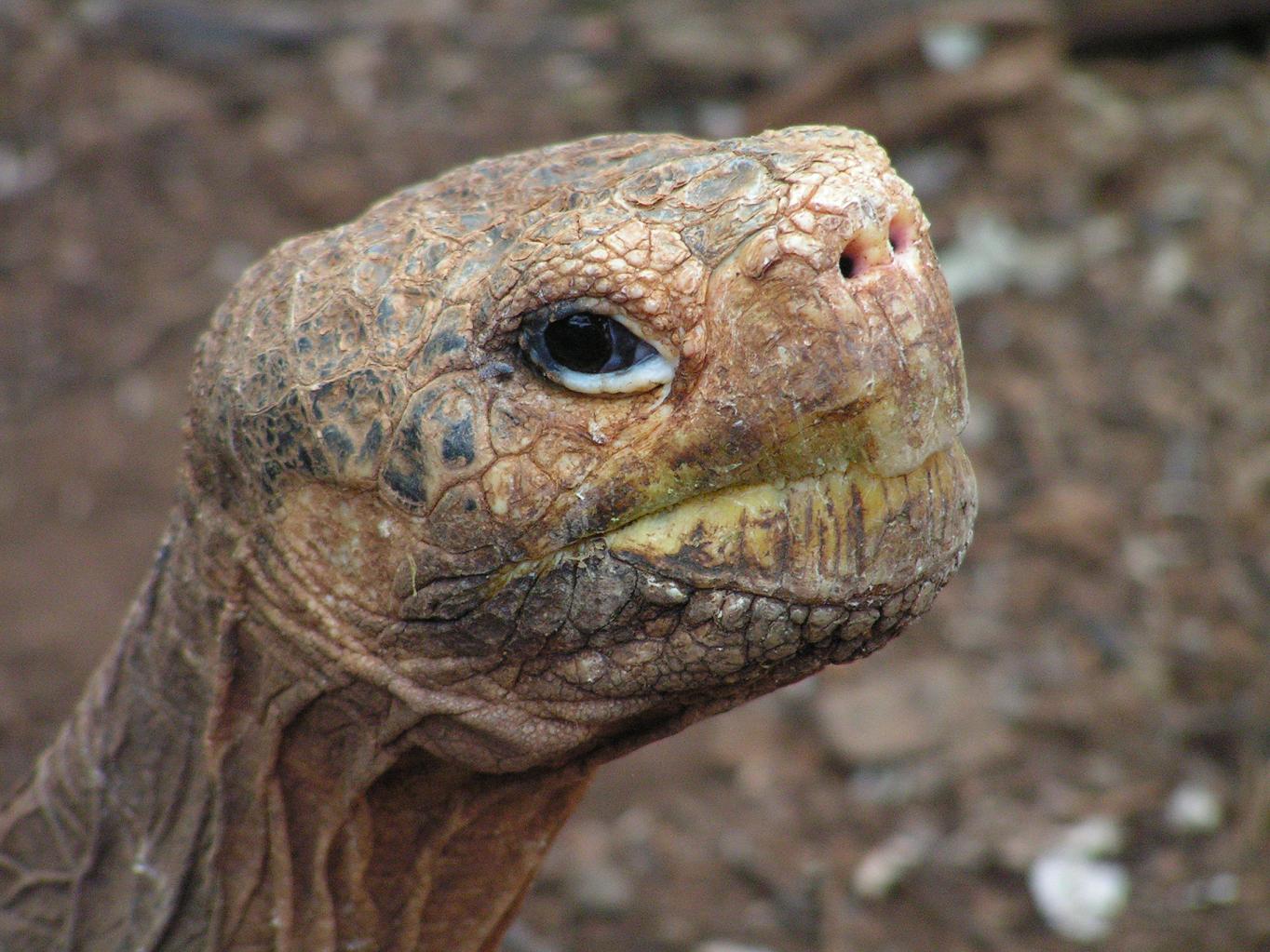 GALAPAGOS